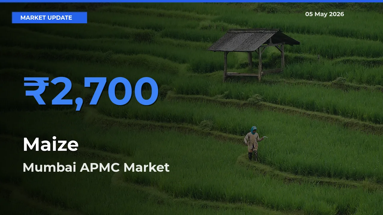 Mumbai APMC Records Highest ₹2,700 Rate for Maize