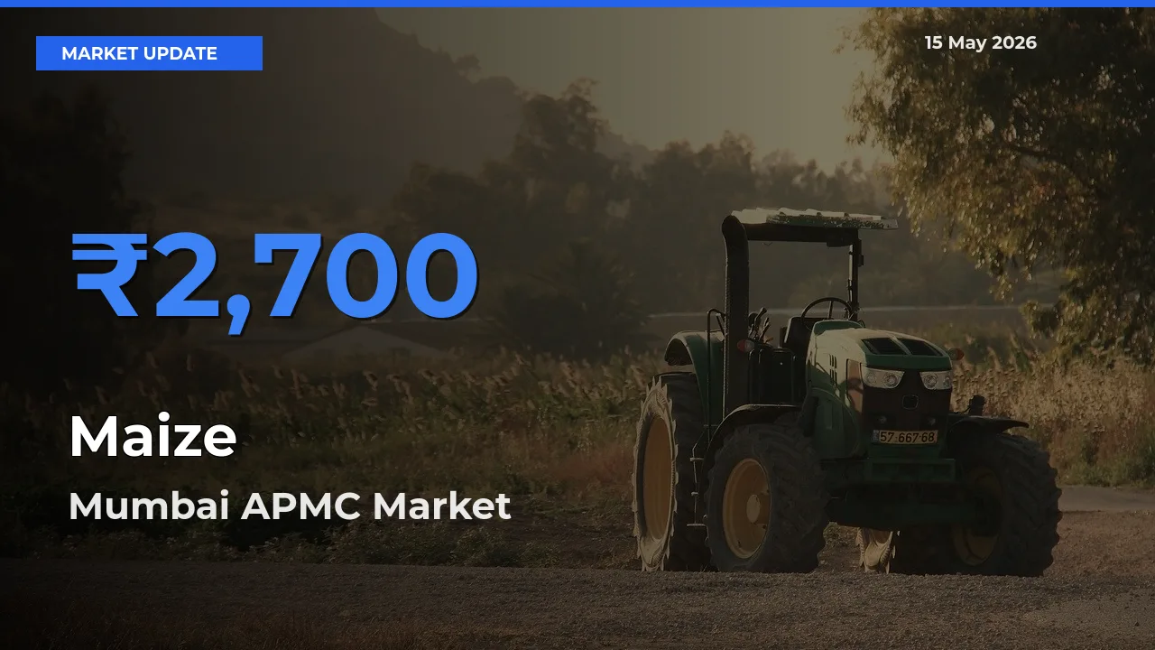 Mumbai APMC Records Highest ₹2,700 Rate for Maize