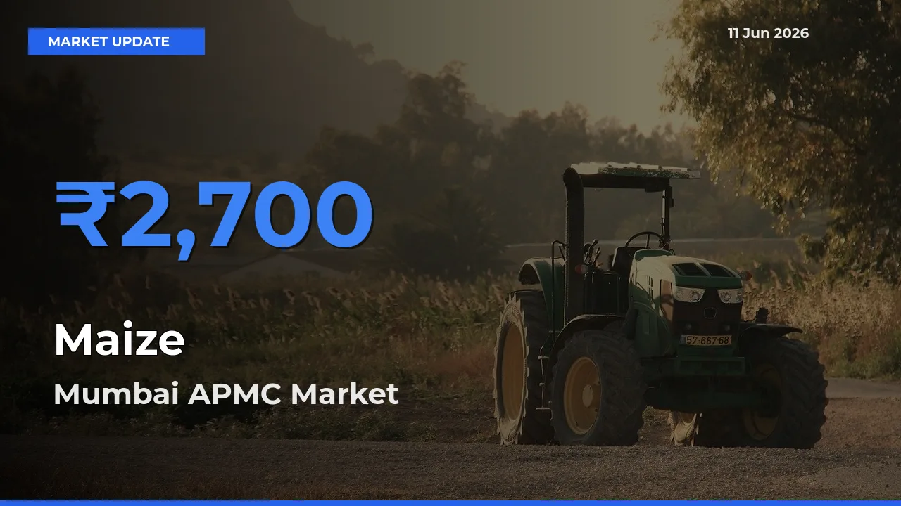 Maize Mandi Rate Today: Mumbai APMC Tops the List