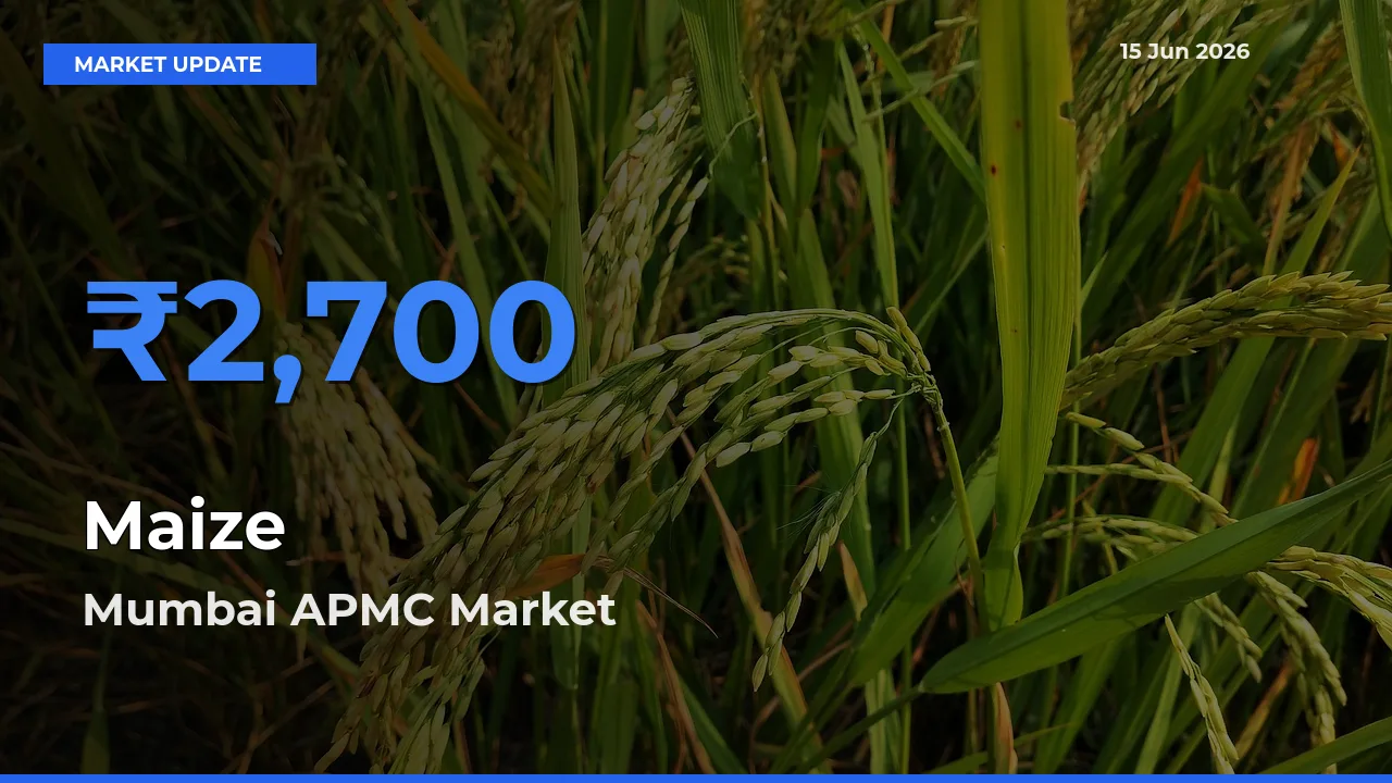 Market Watch: Mumbai APMC Becomes Top Mandi for Maize
