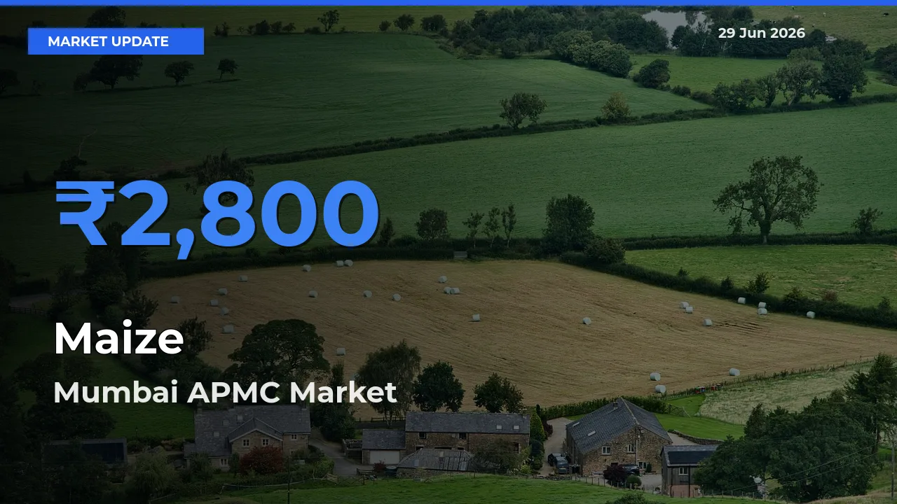 Mumbai APMC Tops Maize Rates – June 29 Market Update