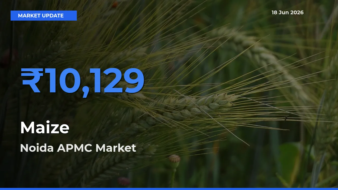 Noida APMC Emerges as Top Mandi for Maize Prices Today