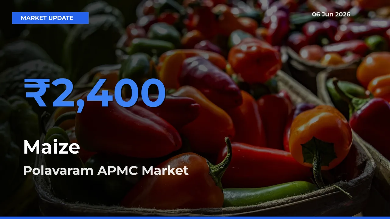 Polavaram APMC Records Highest ₹2,400 Rate for Maize