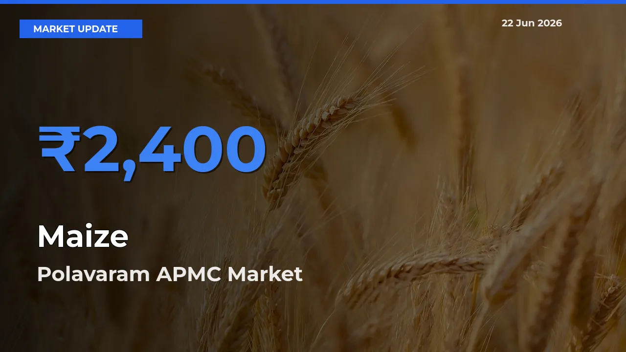 Polavaram APMC Records Highest ₹2,400 Rate for Maize