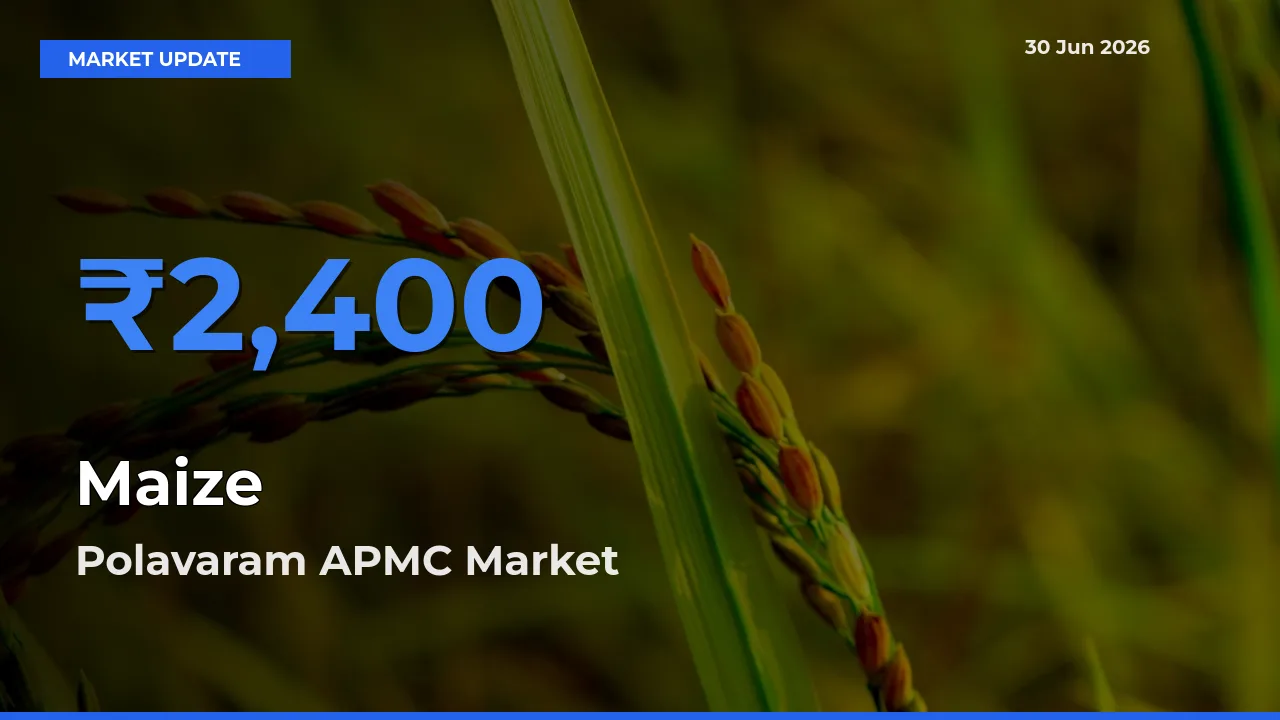 Polavaram APMC Offers ₹2,400 – Highest Maize Rate Today