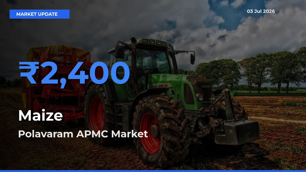 Top Performer! Polavaram APMC Offers Best Maize Price Today