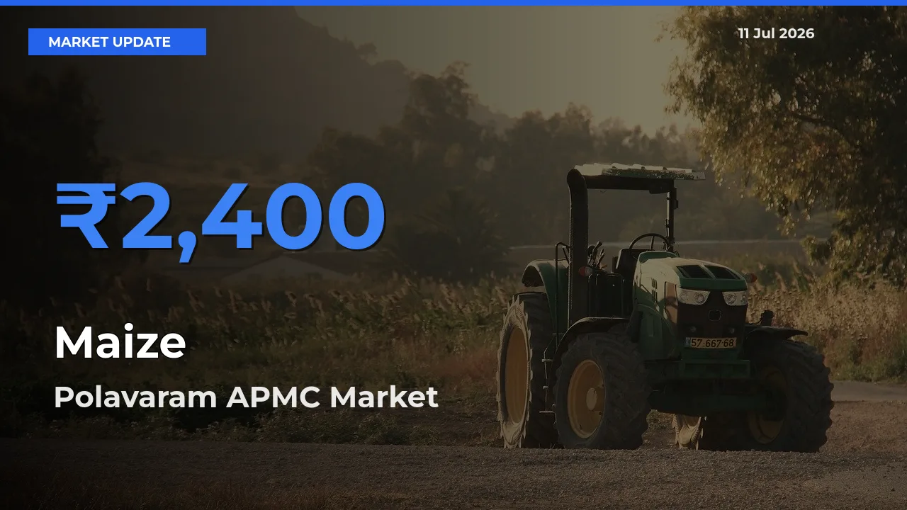 Polavaram APMC Emerges as Top Mandi for Maize Prices Today