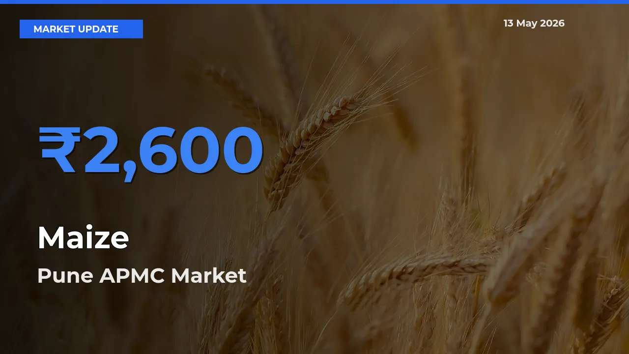 Maize Mandi Rate Today: Pune APMC Tops the List