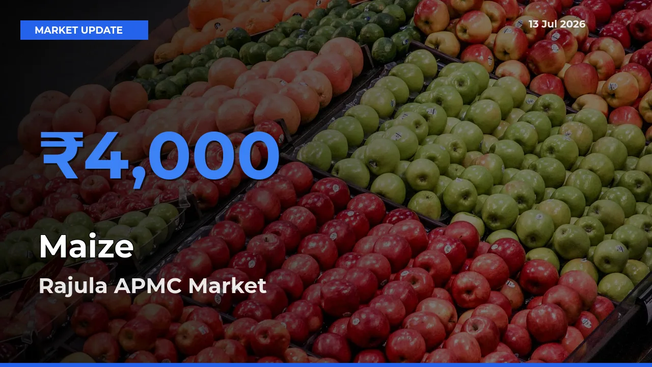 Farmers Prefer Rajula APMC as Maize Hits Highest Rate