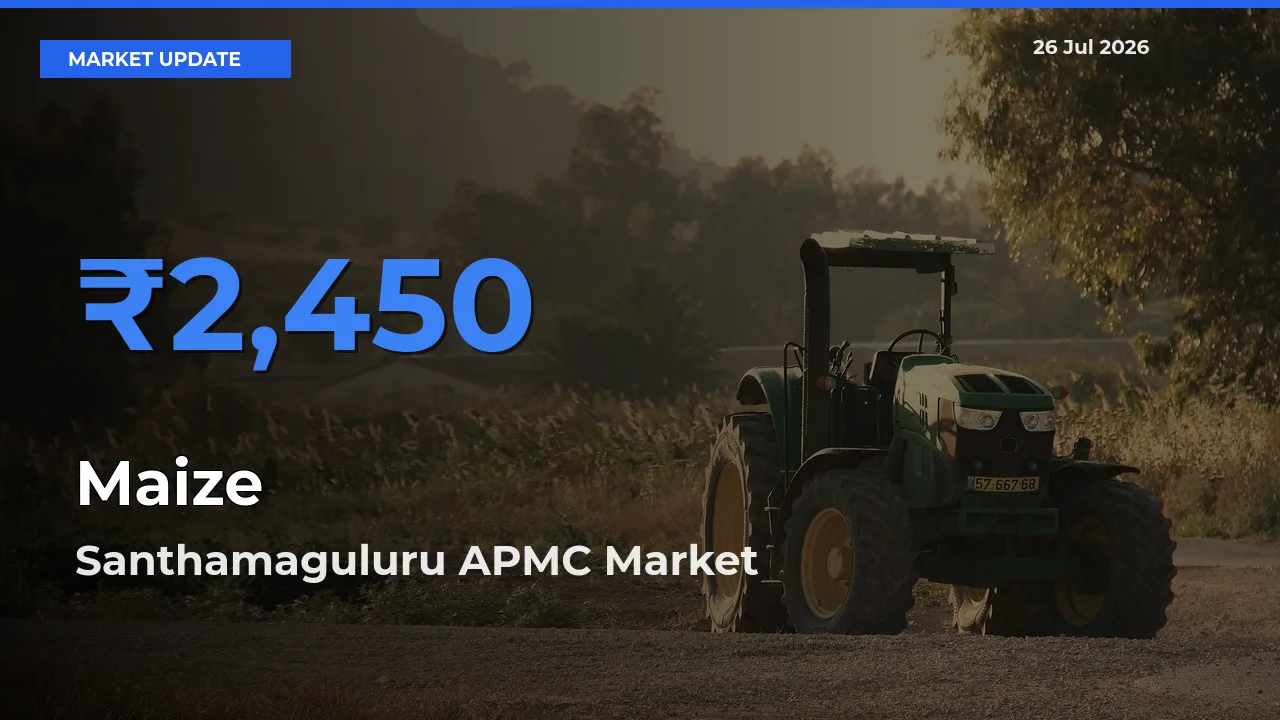 Top Performer! Santhamaguluru APMC Offers Best Maize Price Today