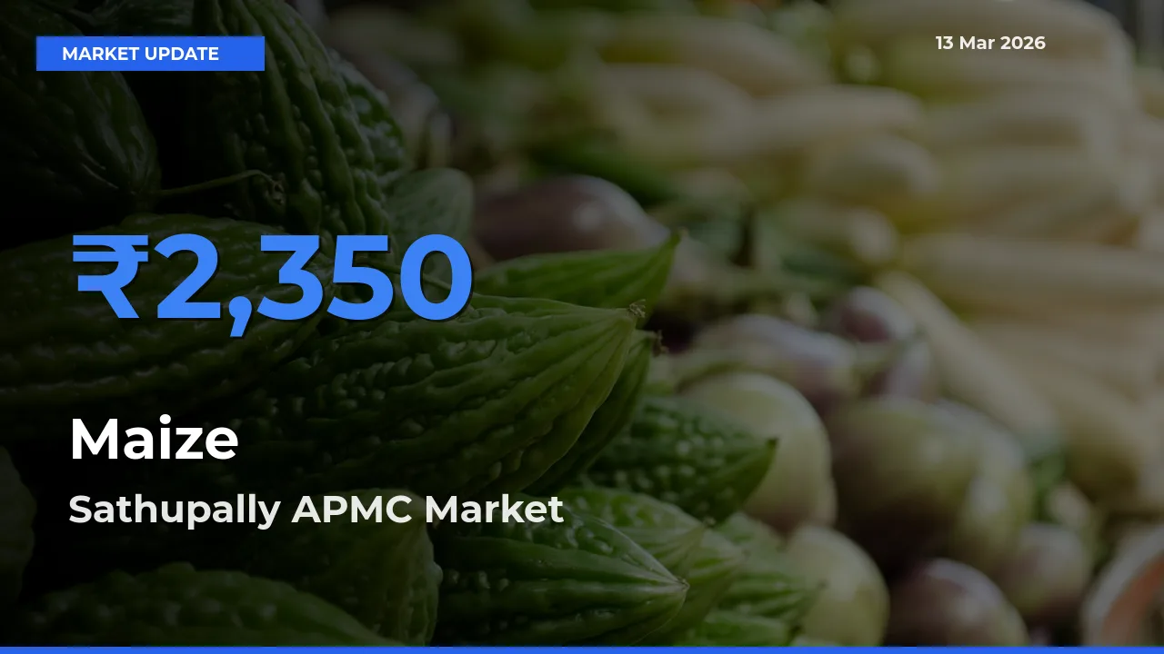 Sathupally APMC Tops Maize Rates – March 13 Market Update