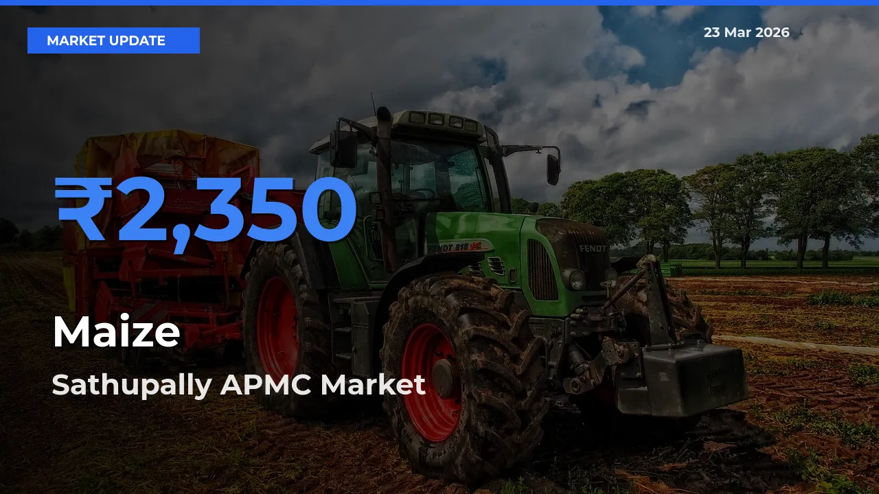 Sathupally APMC Emerges as Top Mandi for Maize Prices Today