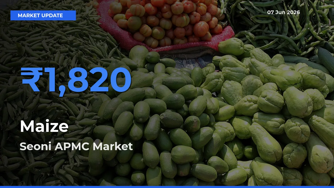 Seoni APMC Tops Maize Rates – June 07 Market Update