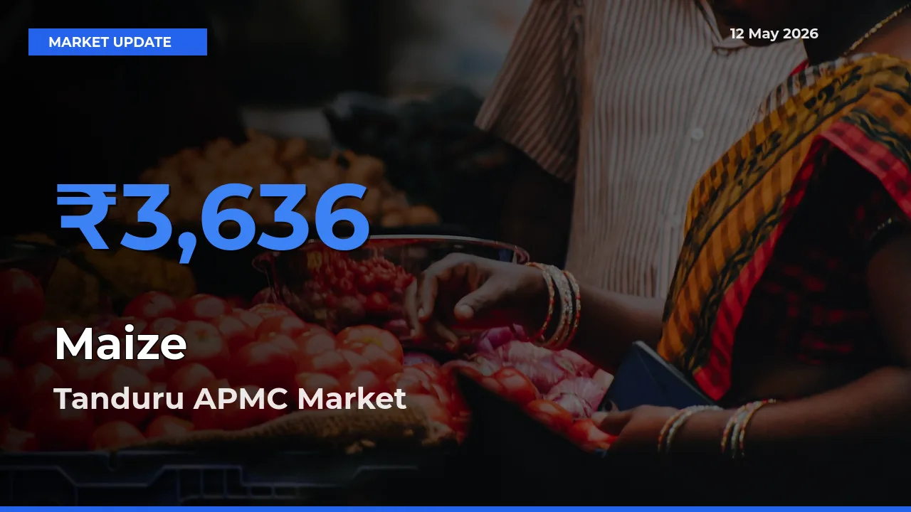 Maize Mandi Rate Today: Tanduru APMC Tops the List