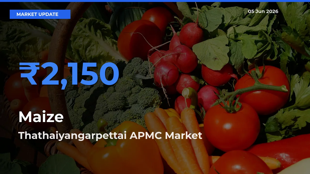 Thathaiyangarpettai APMC Offers ₹2,150 – Highest Maize Rate Today
