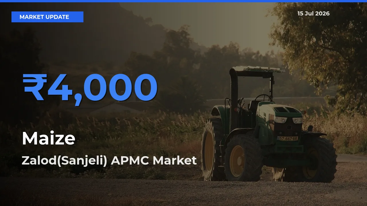 Market Watch: Zalod(Sanjeli) APMC Becomes Top Mandi for Maize