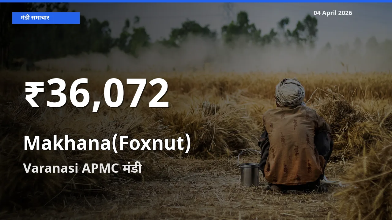 तेज़ गिरावट! Varanasi APMC में Makhana(Foxnut) के दाम 30 दिन के निचले स्तर पर