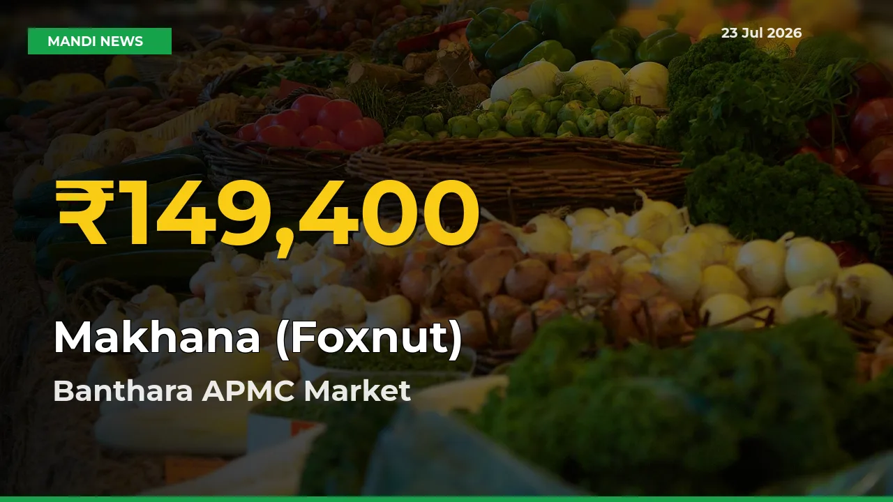 Banthara APMC Leads as Makhana (Foxnut) Hits Highest Rate – July 23 Update