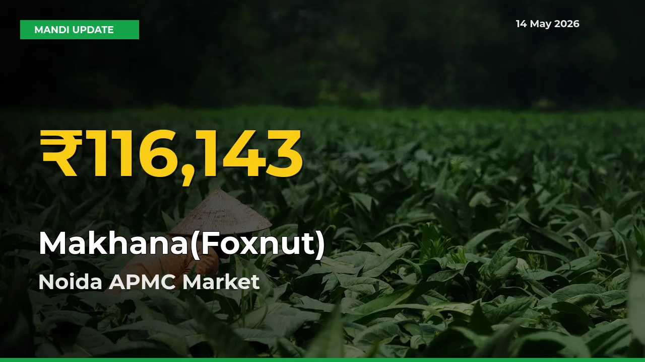 Makhana(Foxnut) Price Rally Continues – Noida APMC Hits Fresh High Today