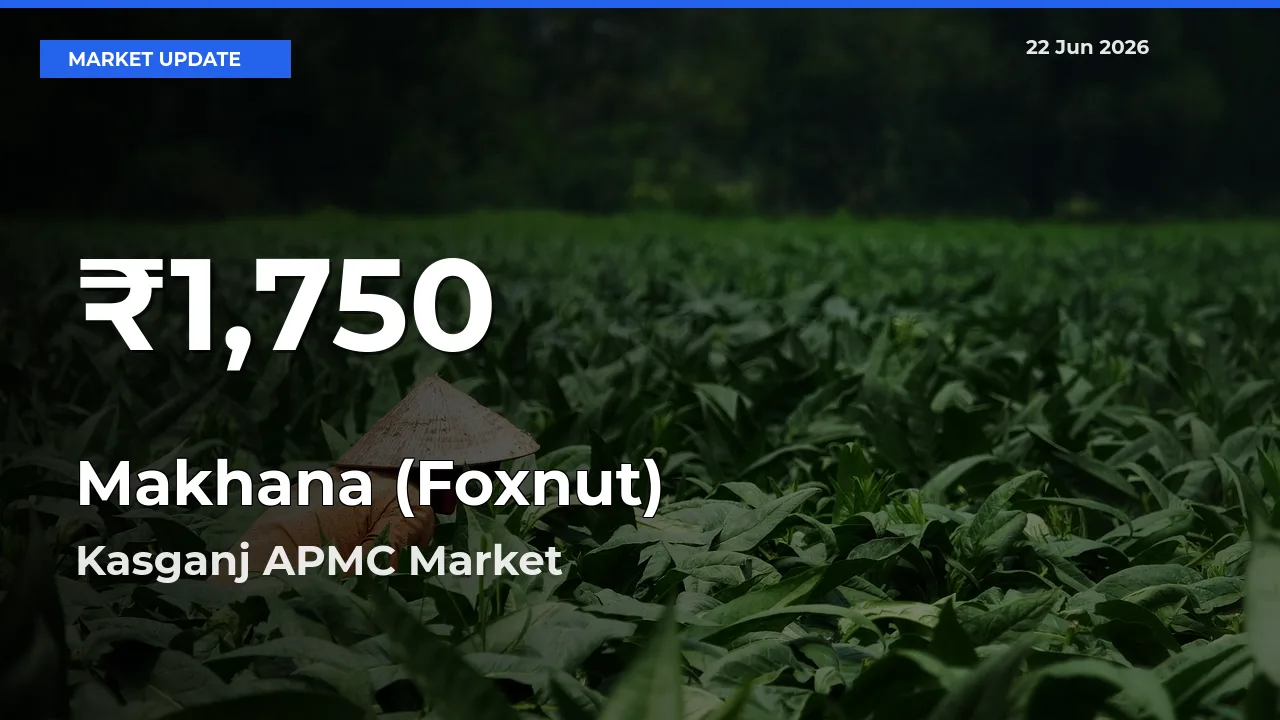 Sharp Fall! Makhana (Foxnut) Prices Drop to 30-Day Low in Kasganj APMC