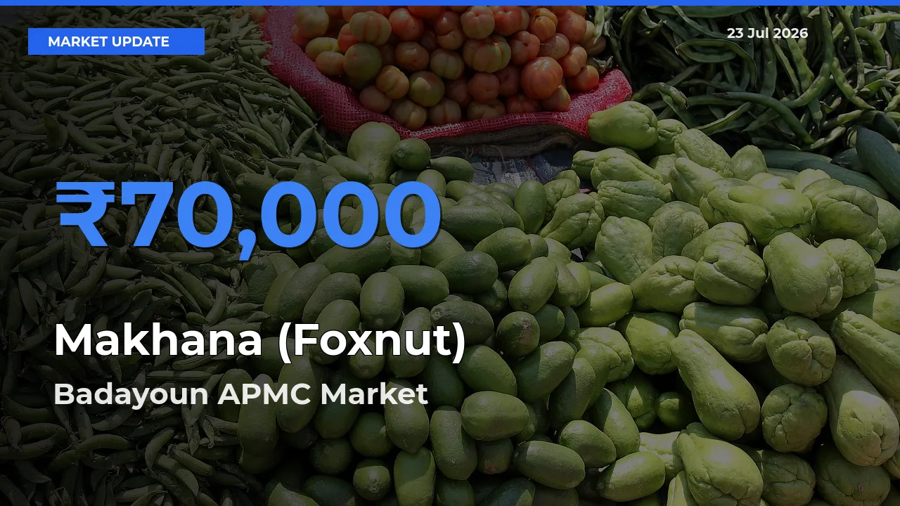 Badayoun APMC Emerges as Top Mandi for Makhana (Foxnut) Prices Today