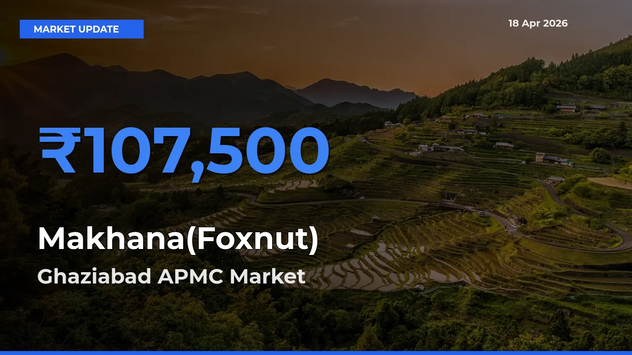Ghaziabad APMC Emerges as Top Mandi for Makhana(Foxnut) Prices Today