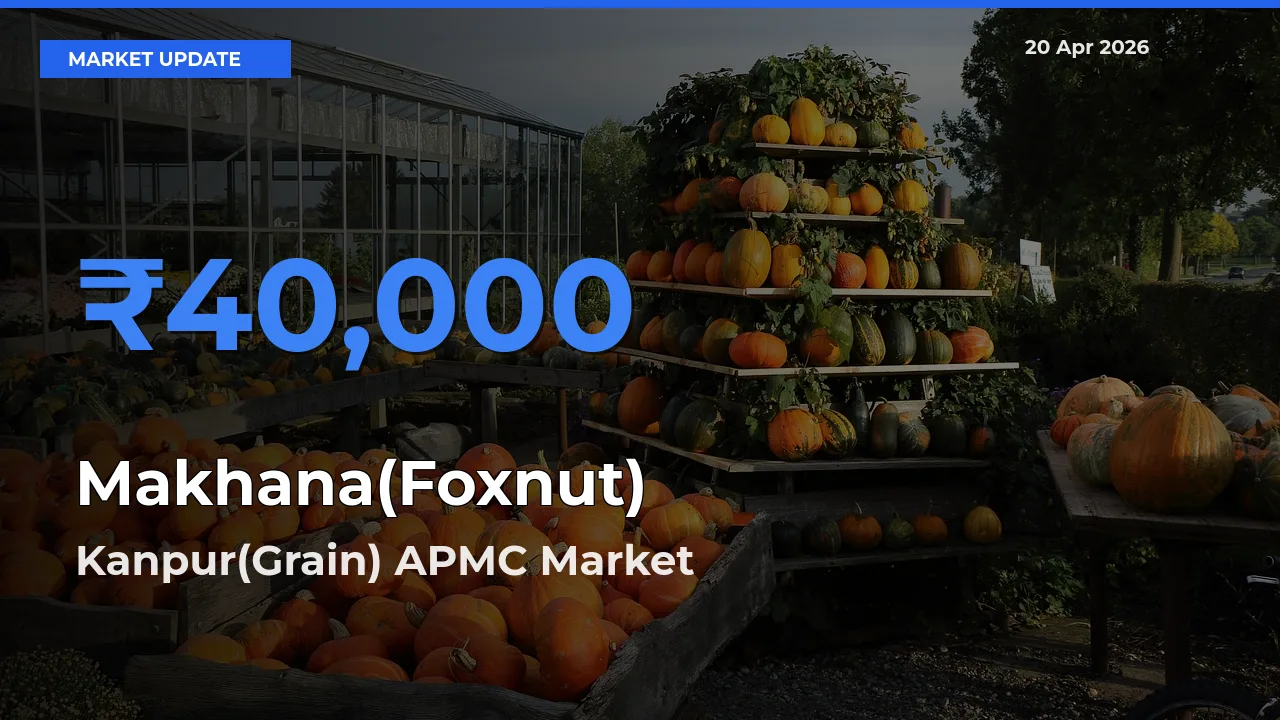 Kanpur(Grain) APMC Leads as Top Mandi for Makhana(Foxnut) Prices