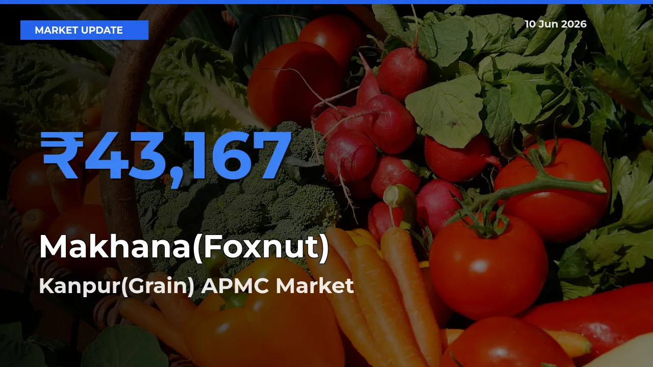 Farmers Prefer Kanpur(Grain) APMC as Makhana(Foxnut) Hits Highest Rate