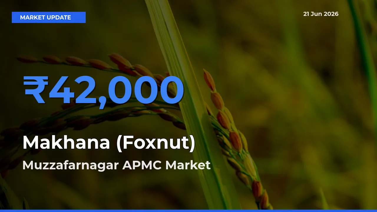 Market Watch: Muzzafarnagar APMC Becomes Top Mandi for Makhana (Foxnut)