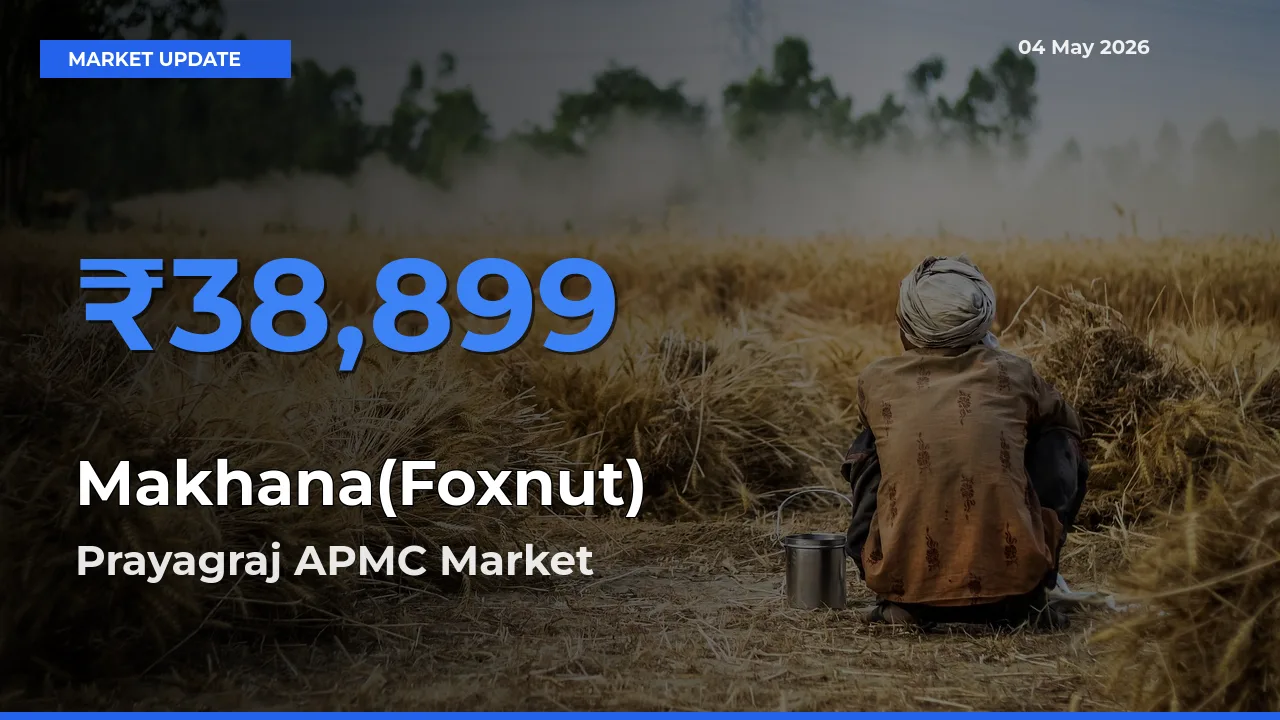 Prayagraj APMC Records Highest ₹38,899 Rate for Makhana(Foxnut)