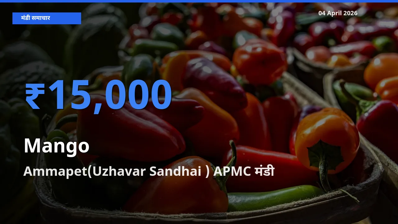 आज का मंडी भाव: आम के सबसे ज़्यादा दाम Ammapet(Uzhavar Sandhai ) APMC में