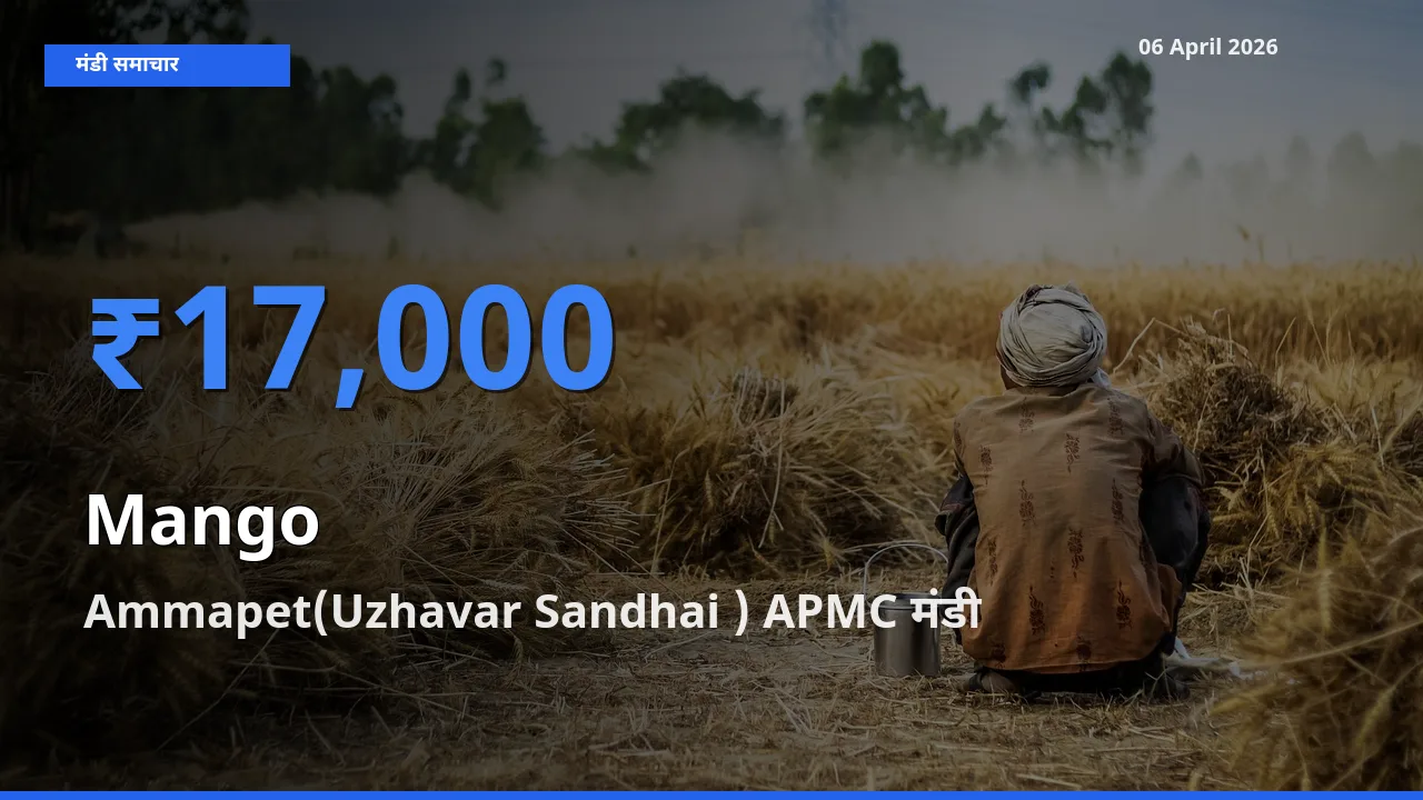 आज आम के सबसे ज़्यादा दाम Ammapet(Uzhavar Sandhai ) APMC मंडी में दर्ज