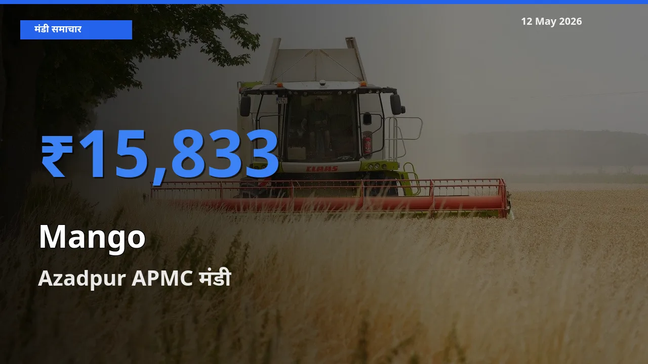 Azadpur APMC में आम का आज सबसे ऊँचा भाव
