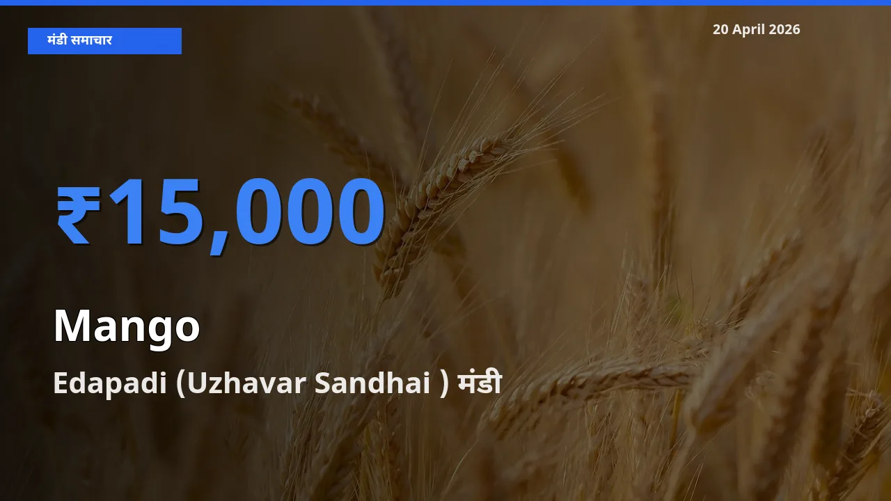 आज का मंडी भाव: आम के सबसे ज़्यादा दाम Edapadi (Uzhavar Sandhai ) में