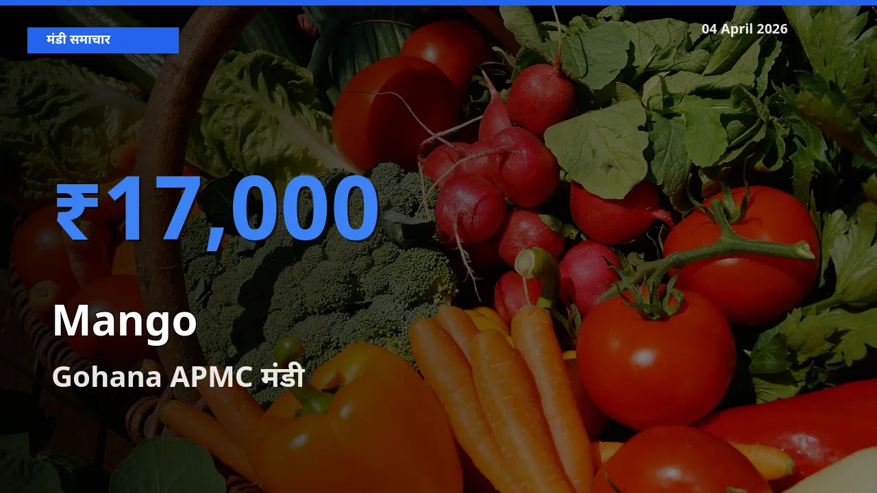 Gohana APMC में आम का आज सबसे ऊँचा भाव