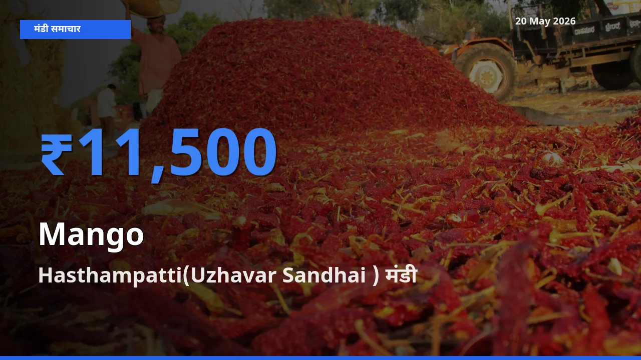 आज आम के सबसे ज़्यादा दाम Hasthampatti(Uzhavar Sandhai ) मंडी में दर्ज