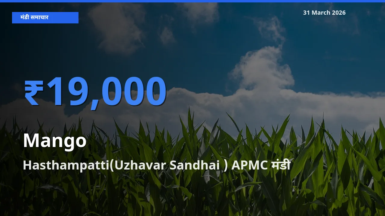 बाज़ार संकेत: Hasthampatti(Uzhavar Sandhai ) APMC बना आम के लिए आज की टॉप मंडी