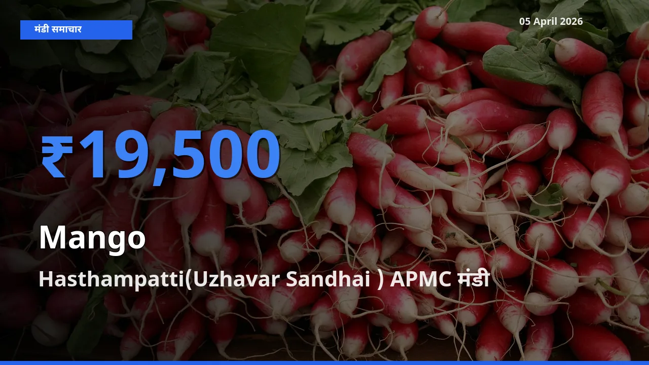 बाज़ार संकेत: Hasthampatti(Uzhavar Sandhai ) APMC बना आम के लिए आज की टॉप मंडी