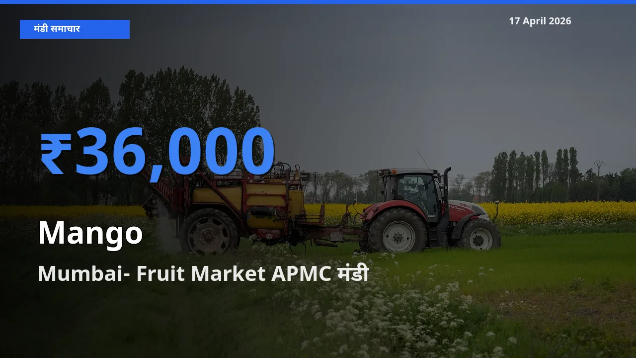 17 April अपडेट: आम के सबसे ऊँचे दाम Mumbai- Fruit Market APMC मंडी में