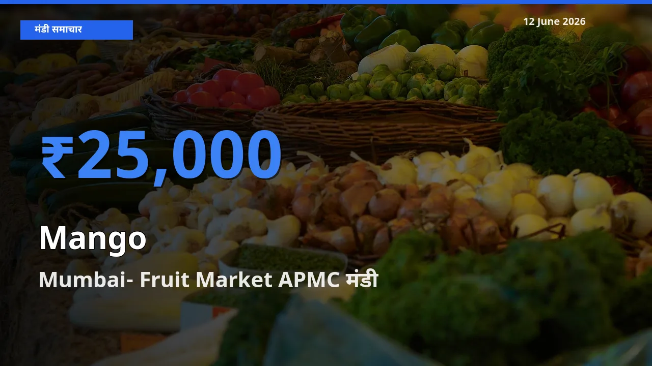 आज आम के सबसे ऊँचे दाम ₹25,000 Mumbai- Fruit Market APMC मंडी में