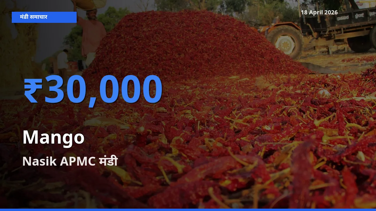 Nasik APMC मंडी में आम ₹30,000 पर पहुँचा – आज का सर्वोच्च भाव