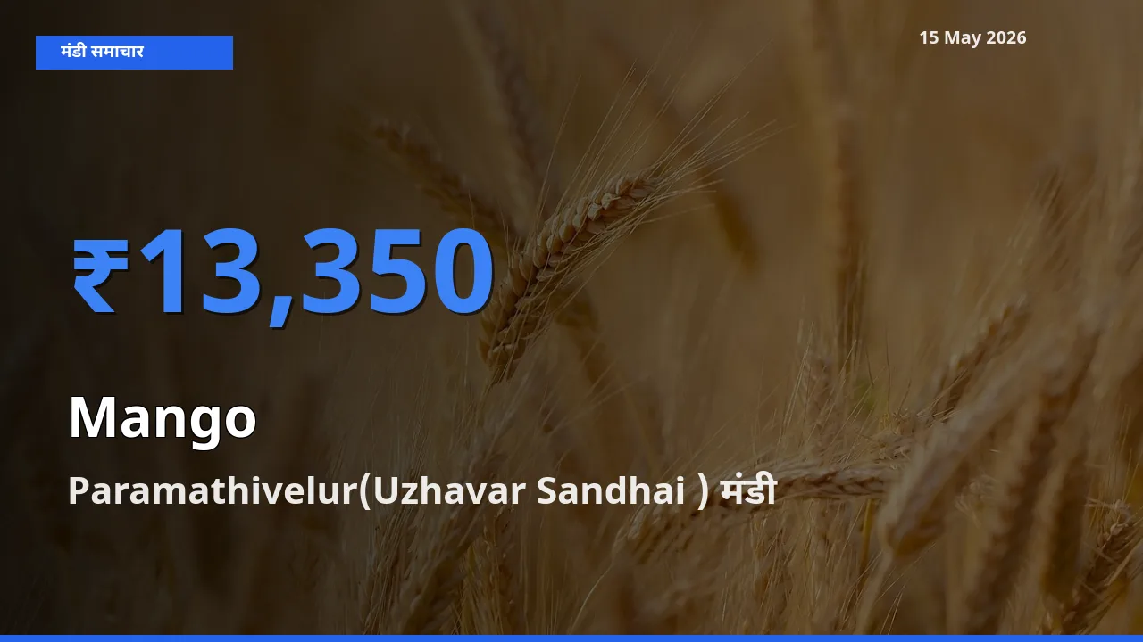 आज का मंडी भाव: आम के सबसे ज़्यादा दाम Paramathivelur(Uzhavar Sandhai ) में