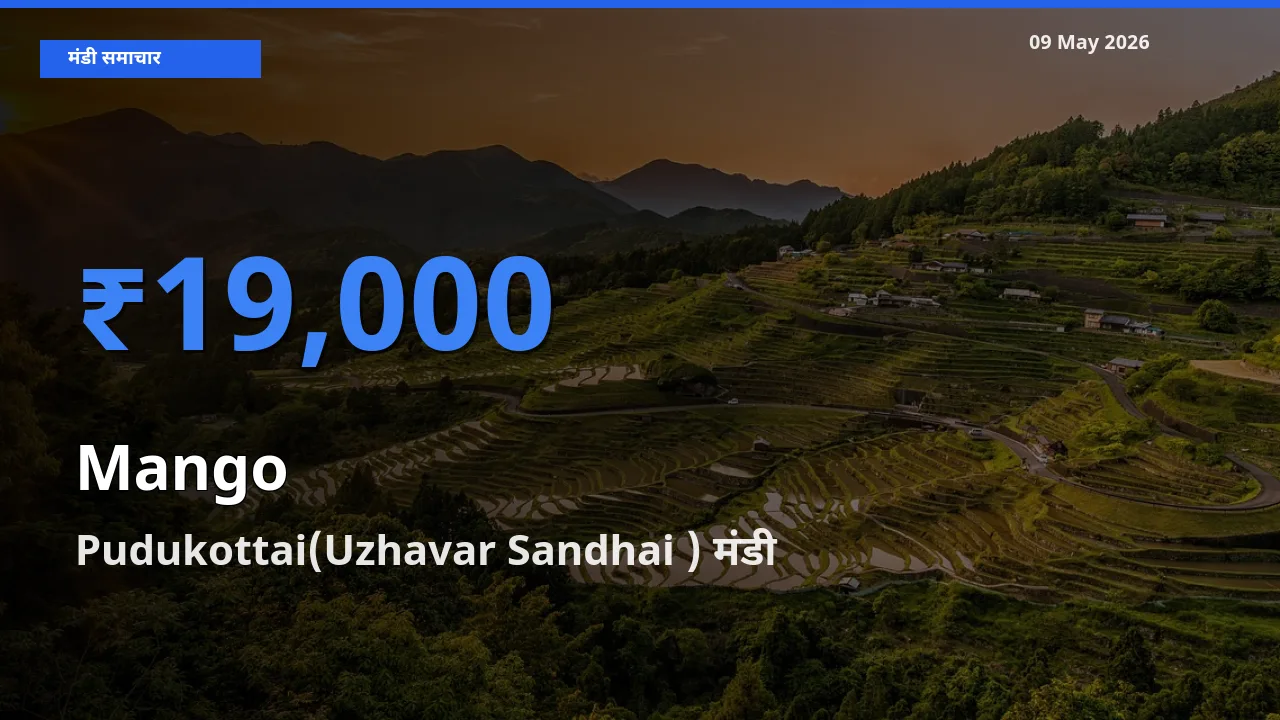 बाज़ार संकेत: Pudukottai(Uzhavar Sandhai ) बना आम के लिए आज की टॉप मंडी