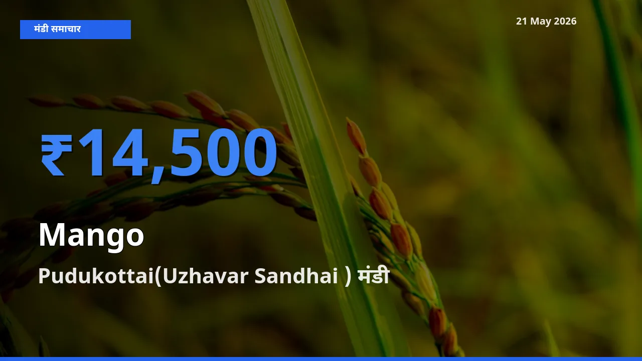 टॉप मंडी बना Pudukottai(Uzhavar Sandhai )! आम के सबसे ऊँचे दाम यहीं दर्ज