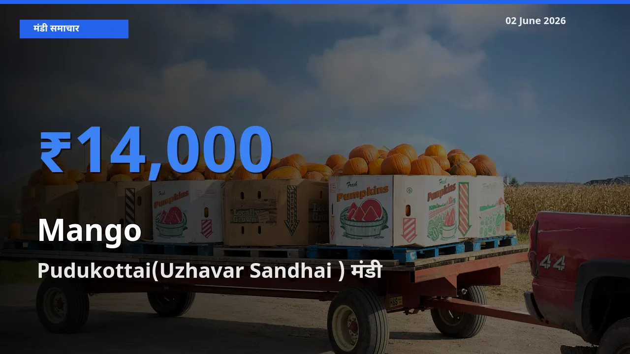 02 June अपडेट: आम के सबसे ऊँचे दाम Pudukottai(Uzhavar Sandhai ) मंडी में