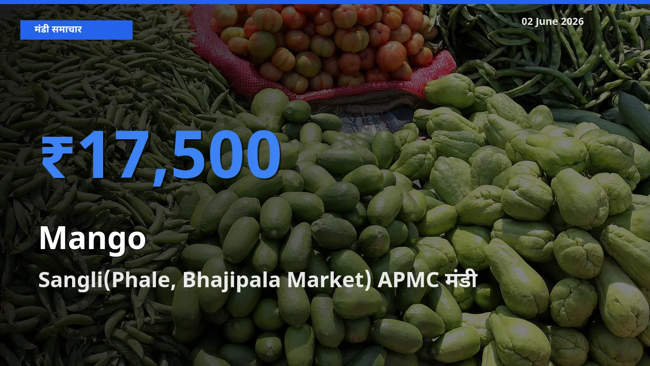 Sangli(Phale, Bhajipala Market) APMC मंडी में आम ₹17,500 पर पहुँचा – आज का सर्वोच्च भाव