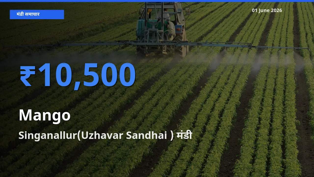 आज आम के सबसे ऊँचे दाम ₹10,500 Singanallur(Uzhavar Sandhai ) मंडी में