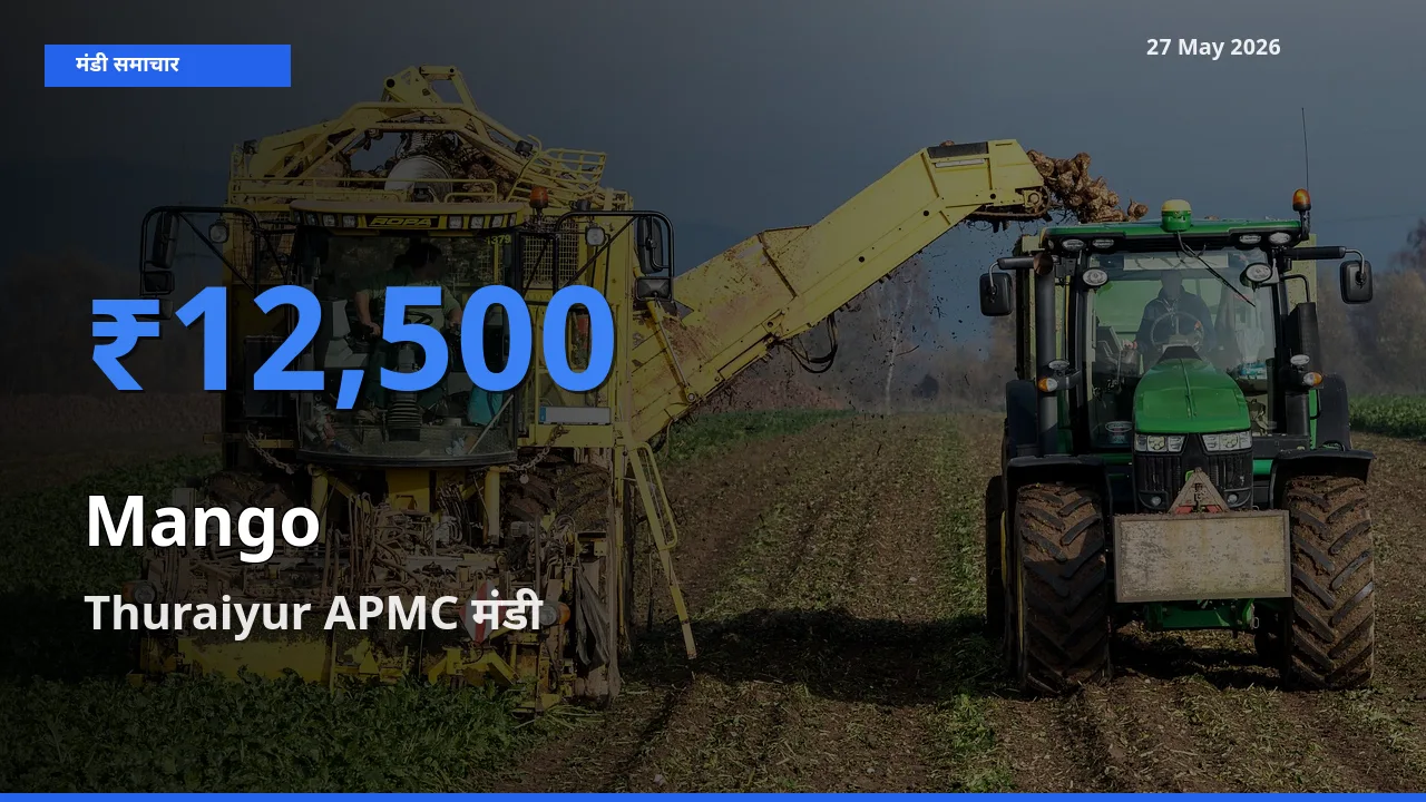 Thuraiyur APMC में आम का आज सबसे ऊँचा भाव