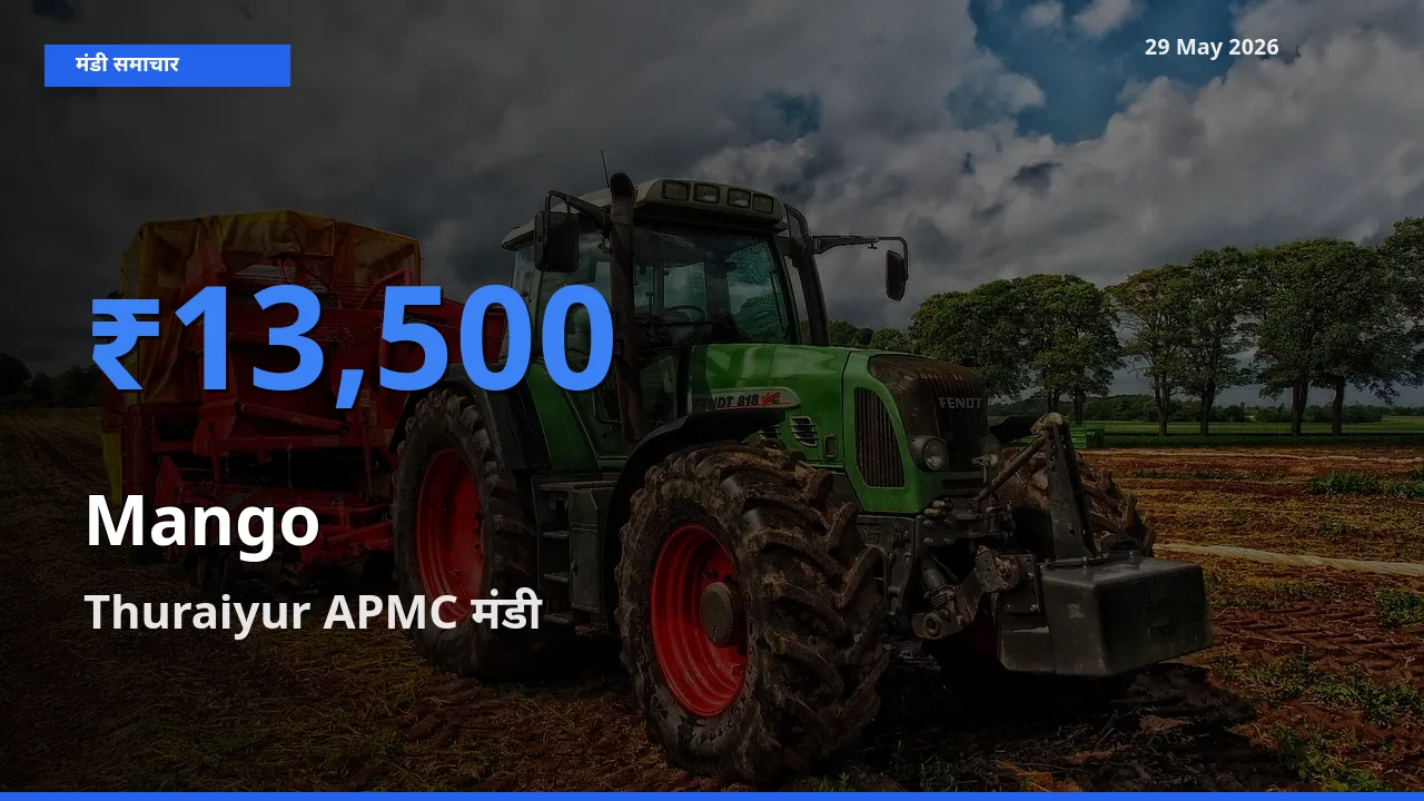आज आम के सबसे ऊँचे दाम ₹13,500 Thuraiyur APMC मंडी में