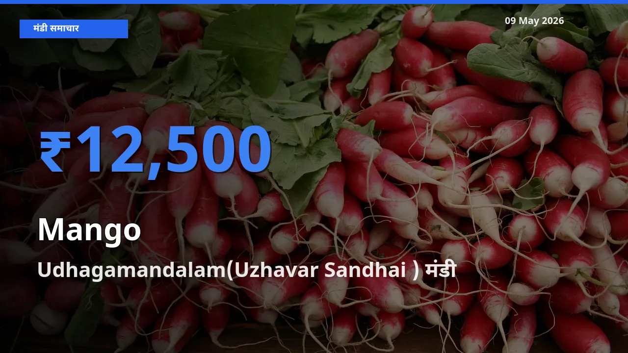 09 May अपडेट: आम के सबसे ऊँचे दाम Udhagamandalam(Uzhavar Sandhai ) मंडी में